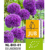 Jub Holland Allium Purple Sensation - Biologische Sieruien  Met Dieppaarse Kleur Bloemen