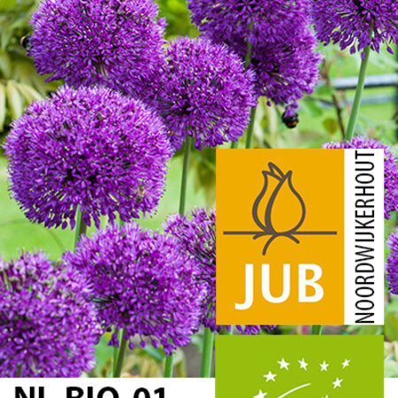 Jub Holland Allium Purple Sensation - Biologische Sieruien  Met Dieppaarse Kleur Bloemen