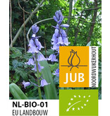 Jub Holland Hyacinthoides Hispanica Blue - Bio- Spaanse Boshyacint Met Blauwe Bloemen