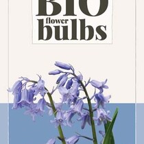 Hyacinthoides Hispanica Blue - 7 Bulbs