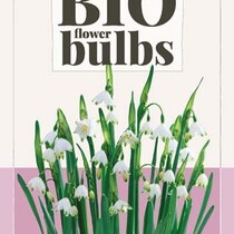 Leucojum Aestivum Gravetye Giant - 3 Bulbs