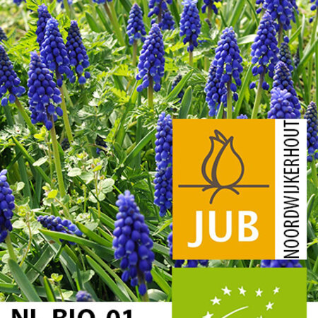 Jub Holland Muscari Armeniacum - Blauwe Druifjes - Biologisch Geteeld - Makkelijk Voor Verwildering