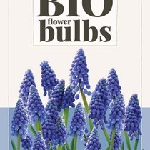 Muscari Armeniacum - 10 Bulbs