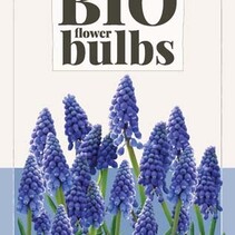 Muscari Armeniacum - 10 Blumenzwiebeln