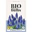 Jub Holland Muscari Armeniacum - Blauwe Druifjes - Biologisch Geteeld - Makkelijk Voor Verwildering