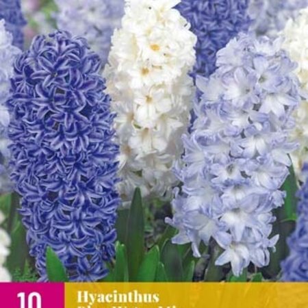 Jub Holland Hyacint Blue Water Mix - Hyacinthus - Diverse Blauw Tinten