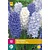 Jub Holland Hyacinth Blue Water Mix - 10 Bulbs