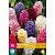 Jub Holland Hyacinten Mix - 10 Bollen