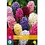 Jub Holland Hyacinth Mix, A Beautiful Mix Of Fragrance And Colour!