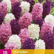 Hyacinths Pastel Mix - 10 Bulbs