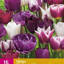 Tulip - Tulipa Blueberry Mix - 12 Bulbs
