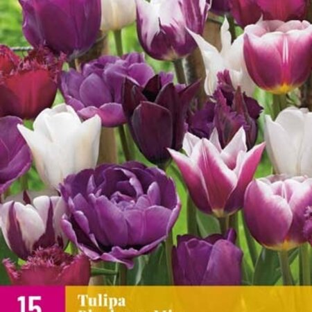 Jub Holland Tulpen-Blaubeer-Mix, wunderbare Farbkombination für den Garten