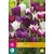 Jub Holland Tulp - Tulipa Blueberry Mix - 12 Bollen