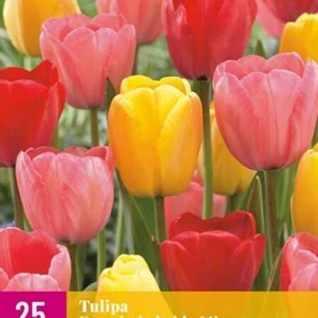 Jub Holland Tulip Darwin Hybrid Mix, Mixture Of Single-Flowered Tulips