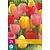 Jub Holland Tulpe - Tulipa Darwin Hybrid Mix - 15 Blumenzwiebeln