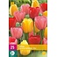 Jub Holland Tulpe Darwin Hybrid Mix, Mischung aus einblütigen Tulpen
