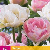 Tulip - Tulipa Double Sensation - 15 Bulbs