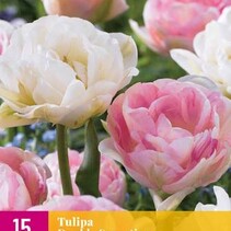 Tulp - Tulipa Double Sensation - 12 Bollen