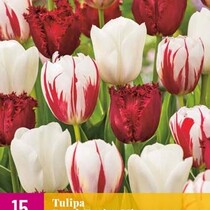 Tulp - Tulipa Dutch Design Mix - 15 Bollen