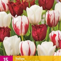 Tulp - Tulipa Dutch Design Mix - 15 Bollen