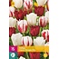 Jub Holland Tulp Dutch Design Mix - Laatbloeiende, Langstelige, Rood en Witte Tulpen