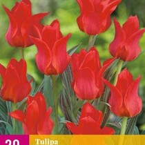 Tulp - Tulipa Greigii Rood - 20 Bollen