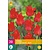 Jub Holland Tulip - Tulipa Greigii Red - 20 Bulbs