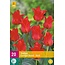 Jub Holland Tulp Greigii Rood - Populaire Lage, Rode Tulp - Garden Select