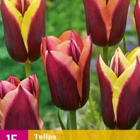 Jub Holland Tulp My Favourite Topping - Bijzondere Tweekleurige Tulpen Voor In De Tuin