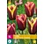 Jub Holland Tulpe - Tulipa My Favourite Topping - 15 Blumenzwiebeln