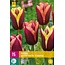 Jub Holland Tulp My Favourite Topping - Bijzondere Tweekleurige Tulpen Voor In De Tuin