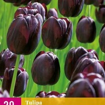 Tulp - Tulipa Queen Of Night - 20 Bollen