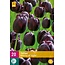 Jub Holland De Tulp Queen Of Night Is Al Vele Jaren Een Topper - Zwarte Tulp - Garden Select