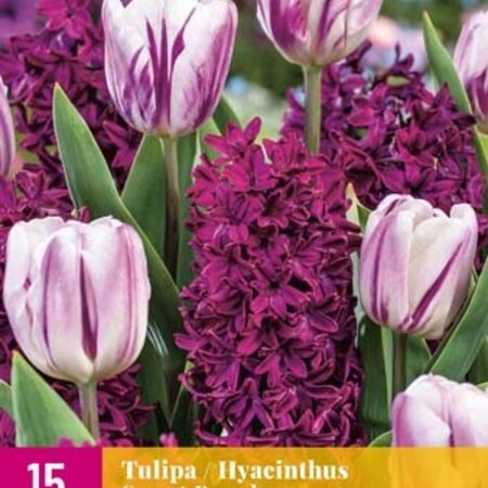 Jub Holland Sweet Purple - Een Mix Van Paarse en Roze Tulpen en Hyacinten