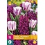 Jub Holland Sweet Purple - Een Mix Van Paarse en Roze Tulpen en Hyacinten