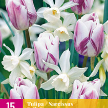 Tulip / Daffodil Mix - Folk Story - 15 Bulbs