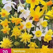 Narcis - Narcissus Botanical Mix - 20 Bollen