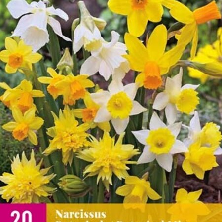 Jub Holland Narcis Botanical Mix - Grootverpakking Geel en Witte Narcissen Voor De Border