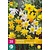 Jub Holland Narzisse - Botanical Mix - 20 Blumenzwiebeln