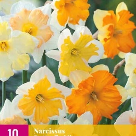 Jub Holland Daffodil Butterfly, Special mix of Butterfly Daffodils