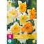 Jub Holland Daffodil Butterfly, Special mix of Butterfly Daffodils