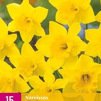 Narcis - Narcissus Carlton - 15 Bollen