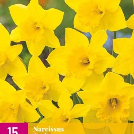 Jub Holland Narcis Carlton - Sterke Bloembol En Geeft Een Prachtige Gele Bloem