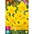 Jub Holland Daffodil - Narcissus Carlton - 15 Bulbs