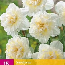 Daffodil - Narcissus Ice King - 10 Bulbs