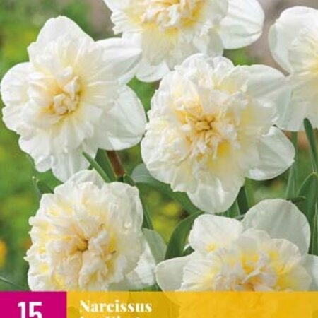 Jub Holland Daffodil Ice King - A creamy white double-flowered daffodil