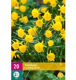 Jub Holland Daffodil Golden Bells - Hoop Daffodil - Yellow Dwarf Daffodil With Multiple Flowers on Stems