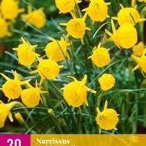 Narcis - Narcissus Golden Bells - 20 Bollen