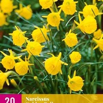 Narcis - Narcissus Golden Bells - 20 Bollen