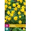 Jub Holland Daffodil Golden Bells - Hoop Daffodil - Yellow Dwarf Daffodil With Multiple Flowers on Stems